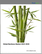 Global Bamboos Market 2024-2028